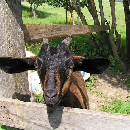 Daire In Near Gastein Area